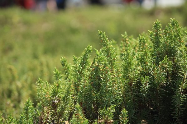Can the Implementation of Green Roofs in Urban Areas Improve Mental Health Outcomes?
